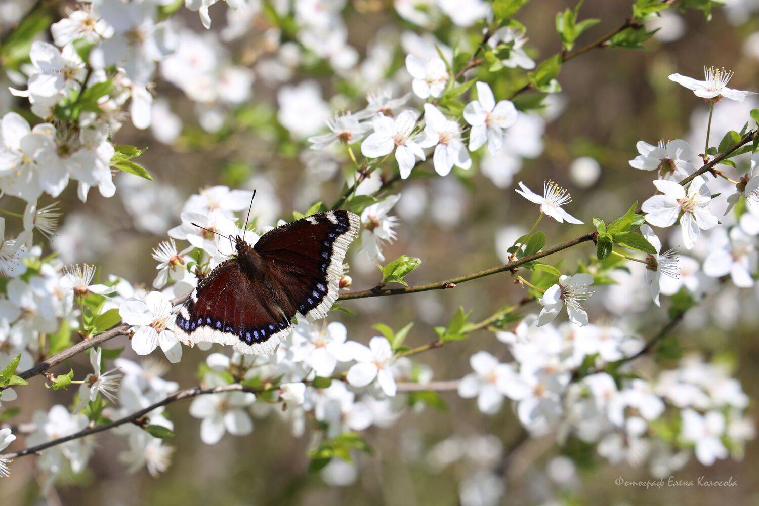 , Колосова Елена