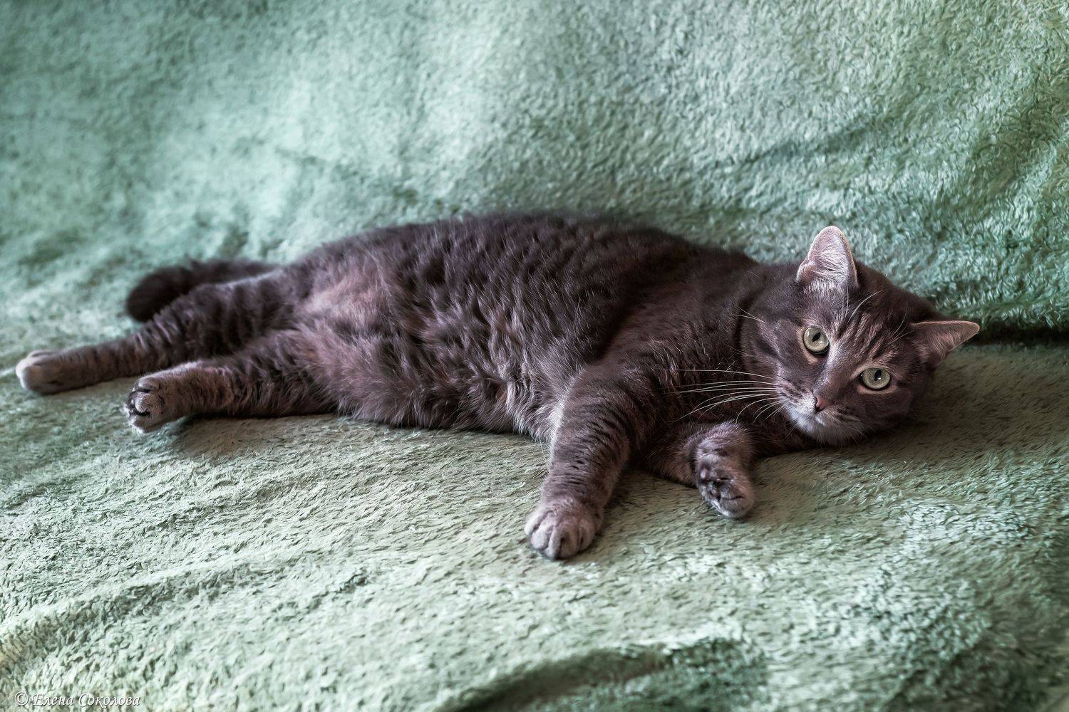 кошка, кот, животные, потрет, Соколова Елена