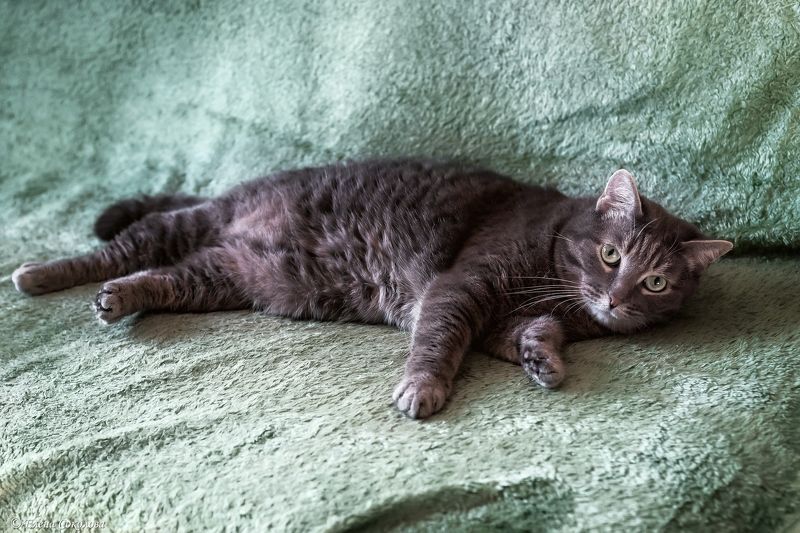 кошка, кот, животные, потрет Семён фото превью