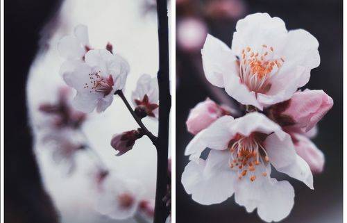 Цветёт миндаль.