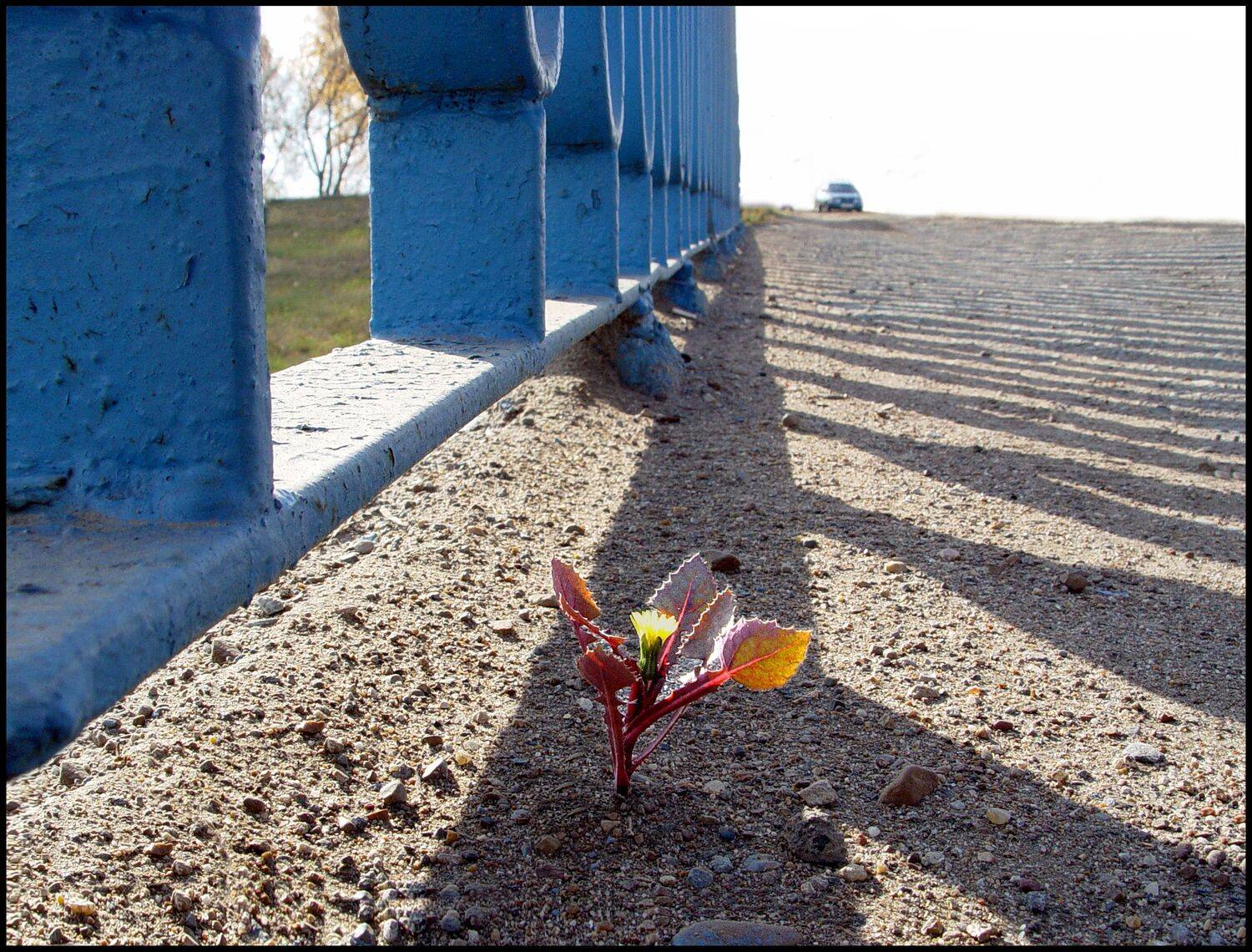 , Меднов Влад