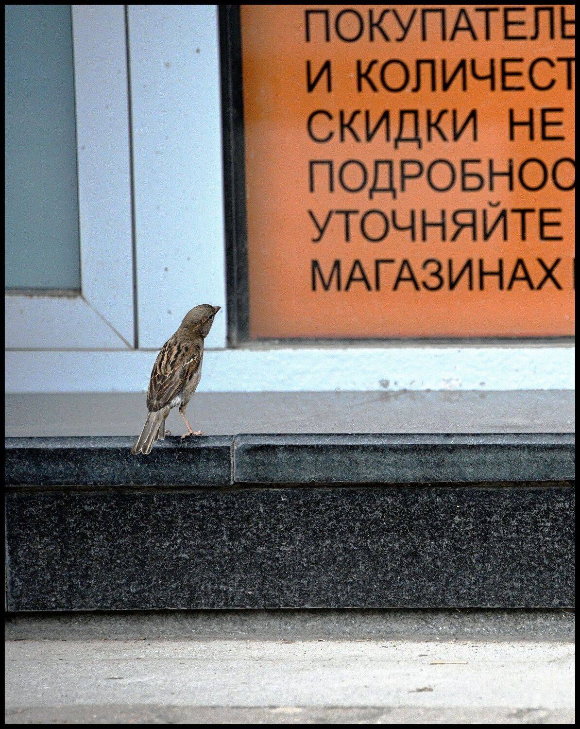 , Меднов Влад