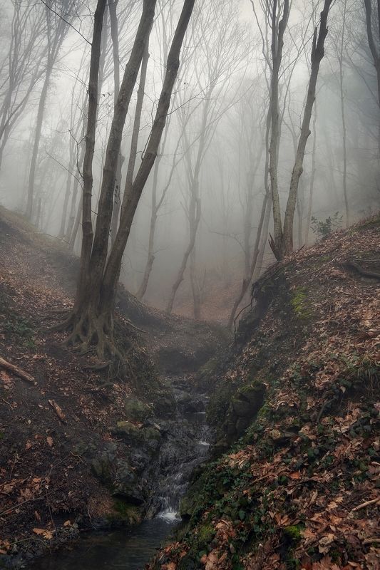 В сонном тумане в дрёме деревьев, слышно хлопок одной ладони. фото превью