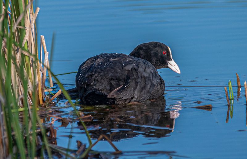 Лысуха фото превью