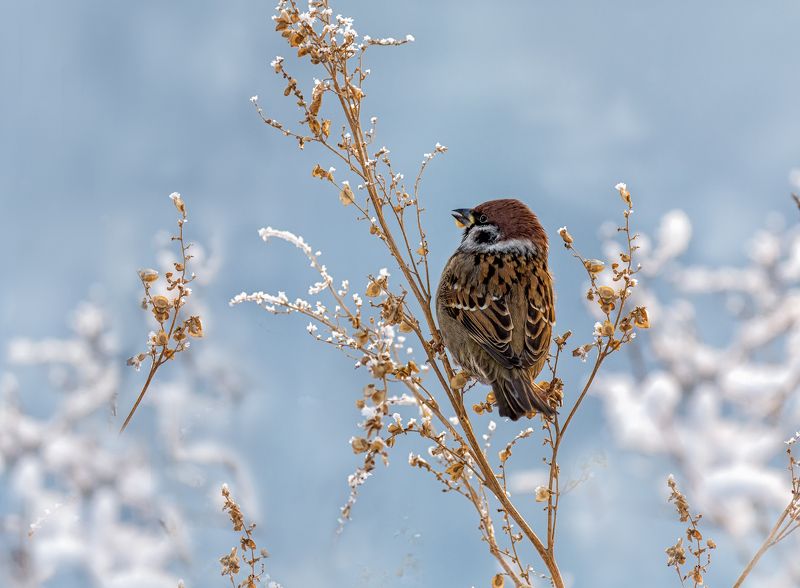птица , полевой воробей, зима, воробушек полевой фото превью