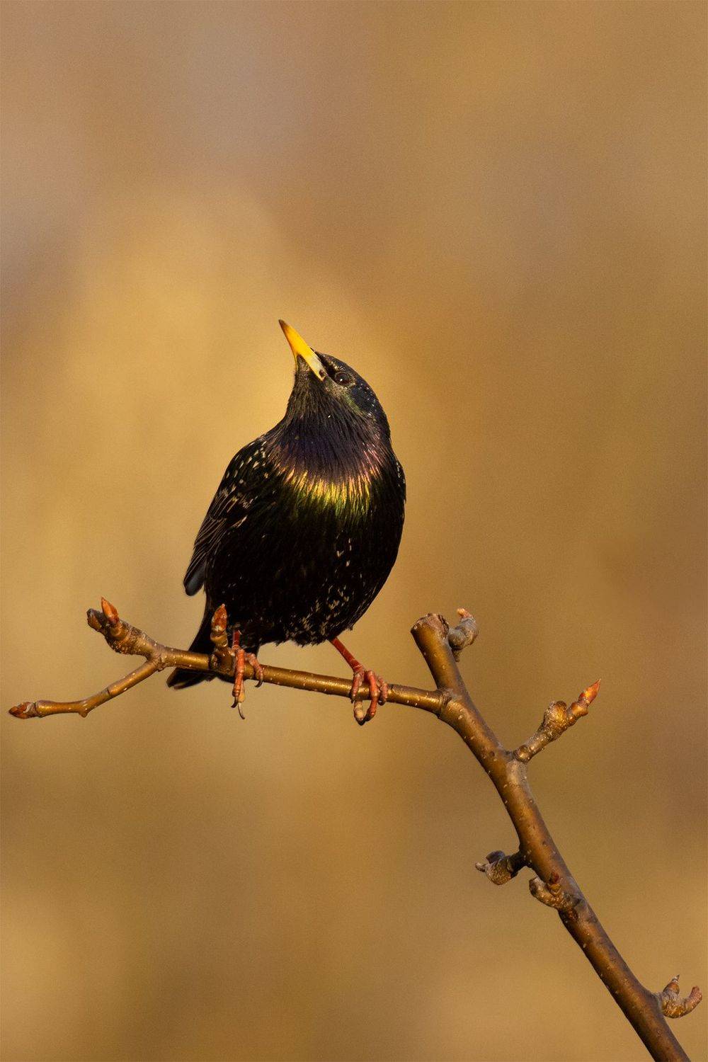 , Чудинин Дмитрий