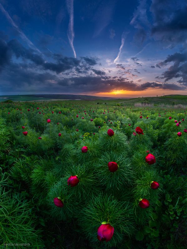 Весенние ковры КМВ фото превью