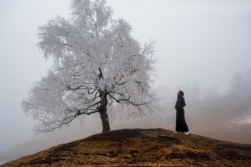 У дерева фото превью