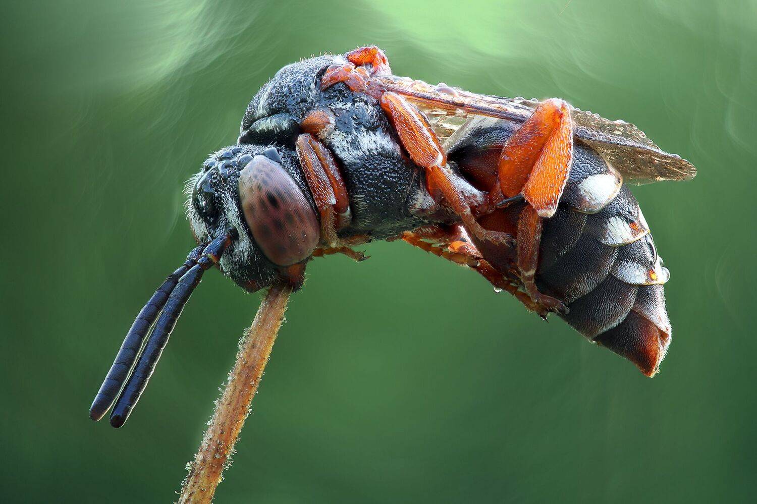 , Кузнецов Дмитрий