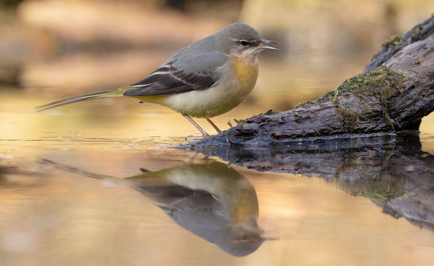 grey wagtail, wagtail, birds, nature, wildlife, canon, MARIA KULA