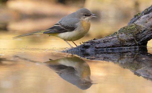 Grey Wagtail