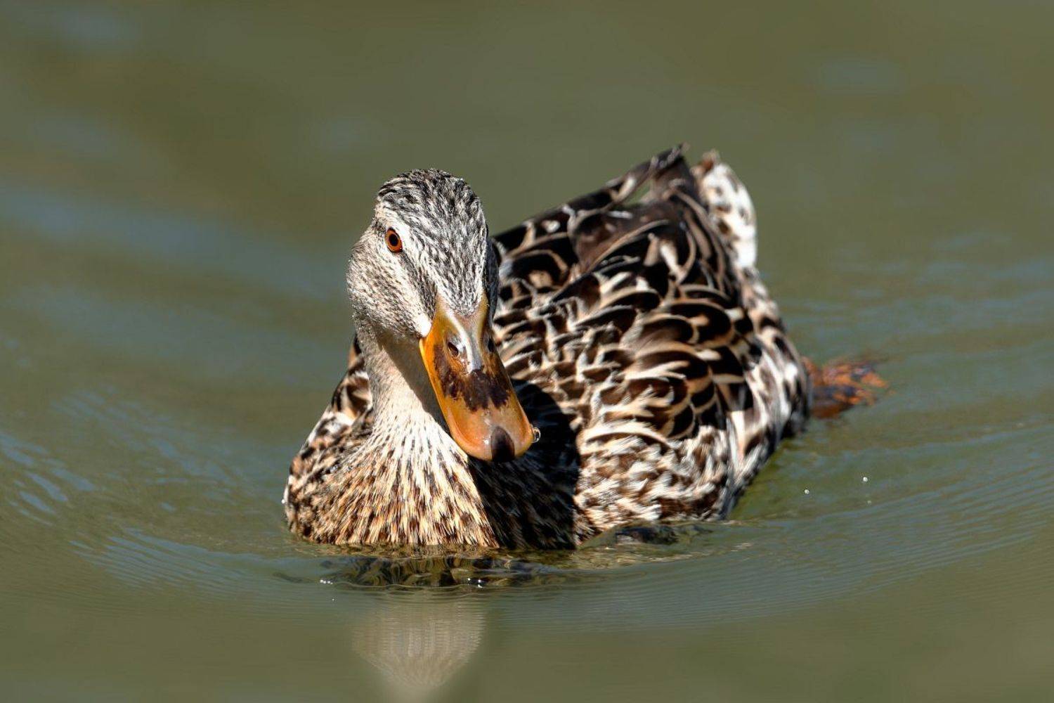 , Славов Георги