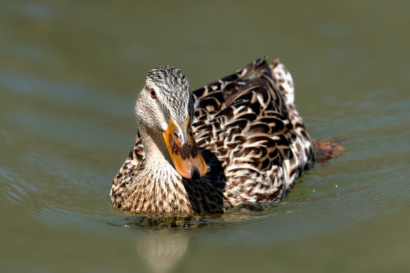 Кряква (Anas platyrhynchos) фото превью