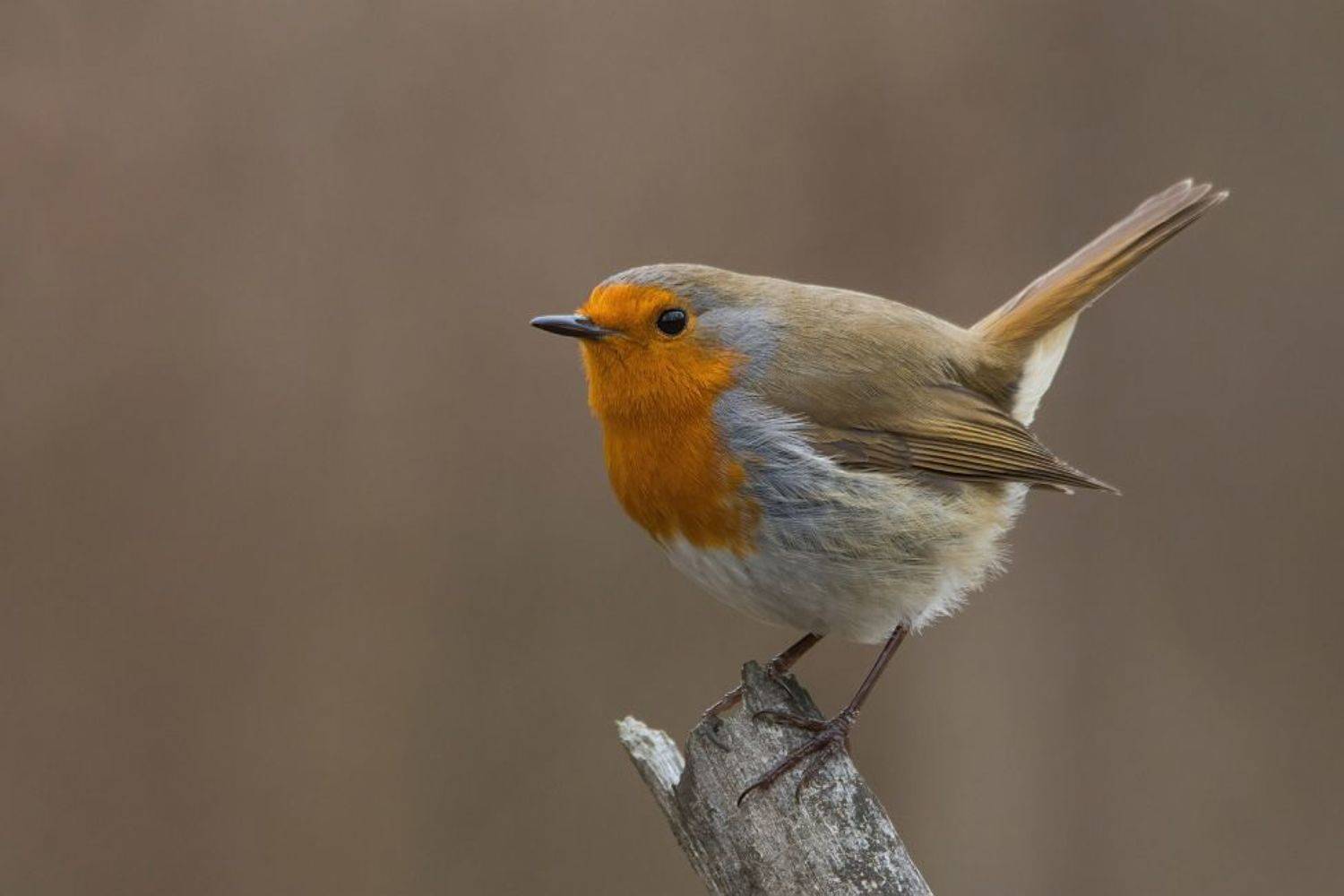 , Дмитрий Шевцов