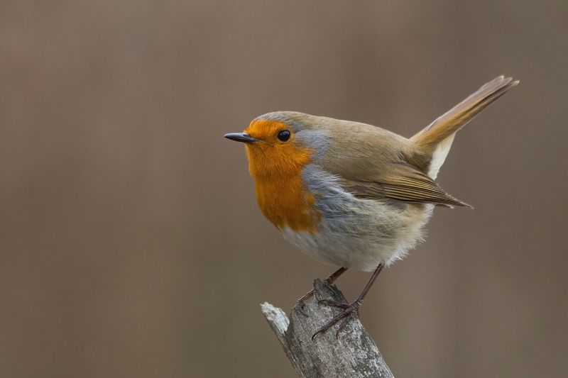 Зарянка фото превью