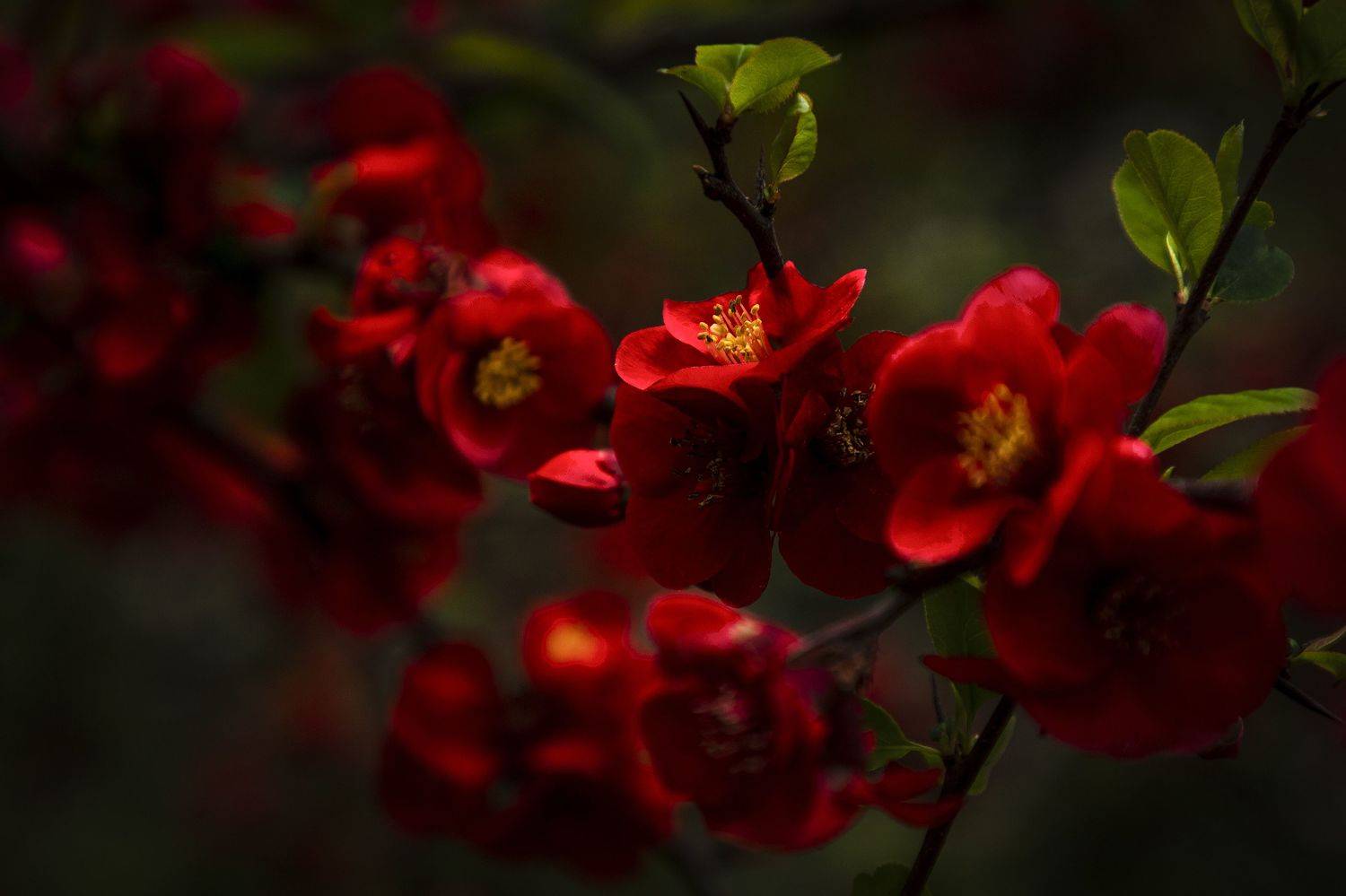 сочи, Елена Гусева