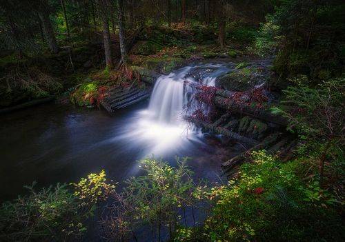Ручьи старого леса