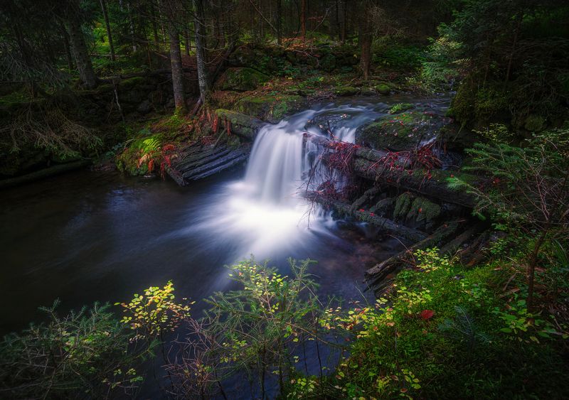 Ручьи старого леса фото превью