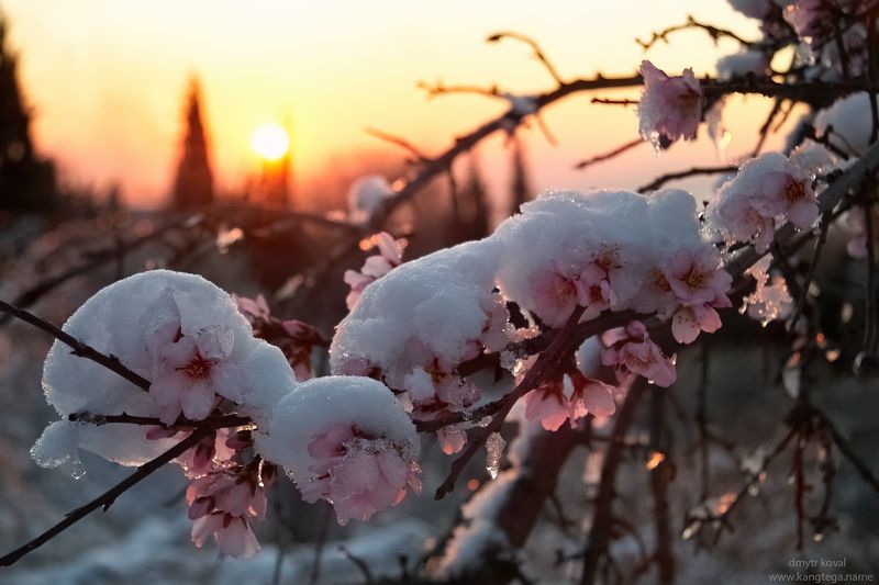 дмитр коваль, гималаи и крым вне треков, пейзаж как магия Рассвет в волшебной стране Миндалии фото превью