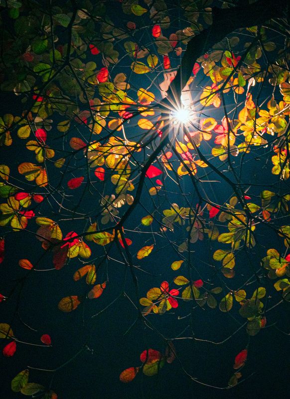 Colorful Leaves фото превью