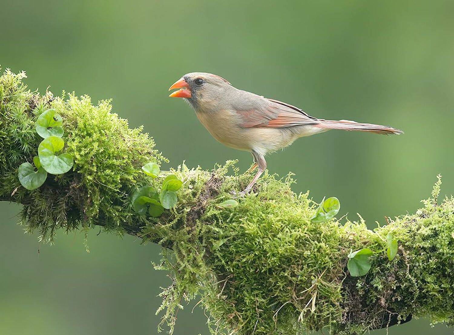 красный кардинал, northern cardinal, cardinal,кардинал, весна, Etkind Elizabeth
