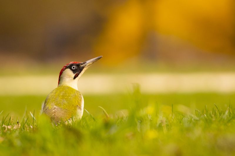 Eurasian Green Woodpecker фото превью