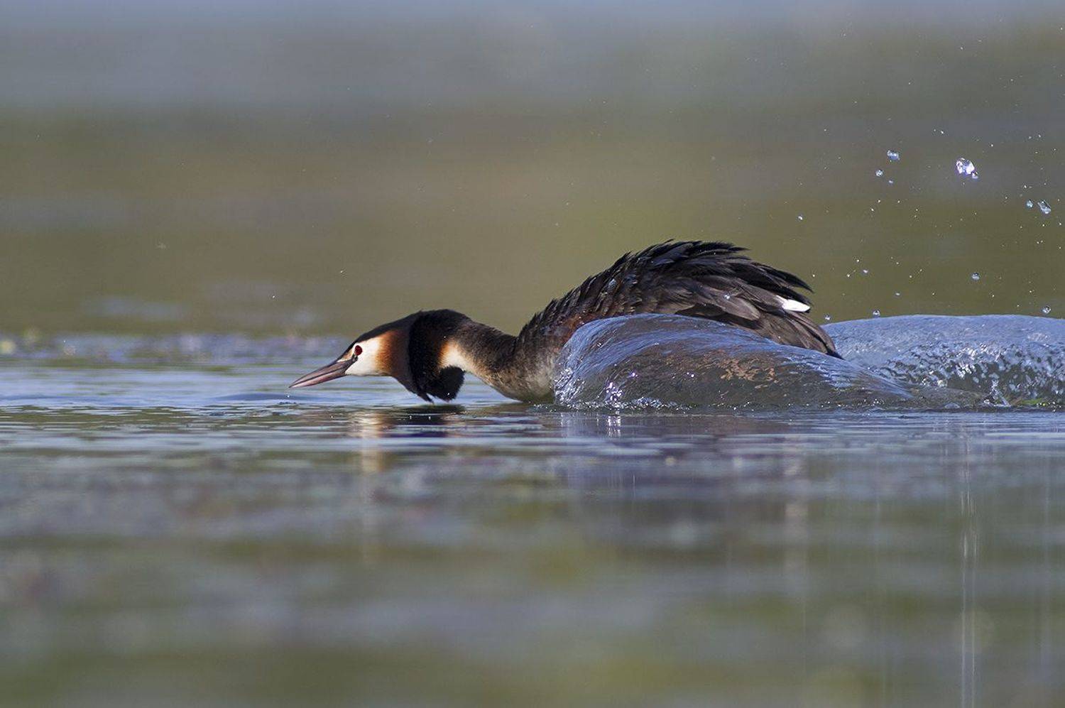 , Евгени Стефанов