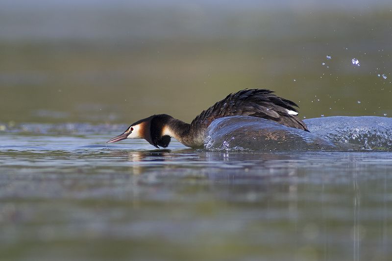 Чомга фото превью
