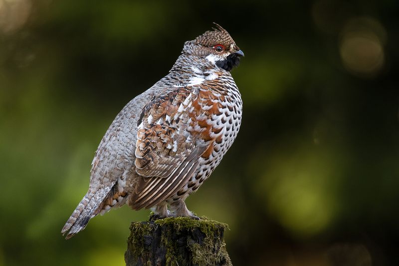 Рябчик фото превью
