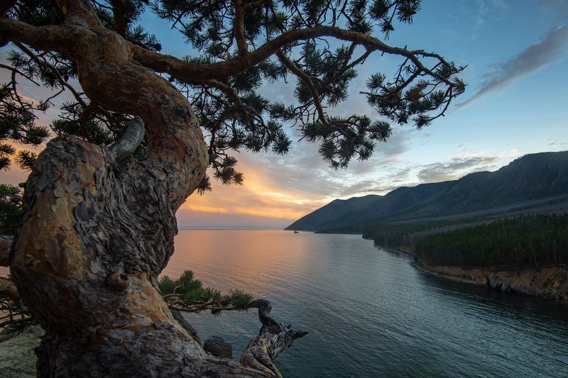 Байкальский бонсай фото превью