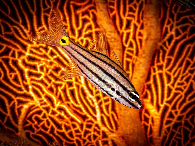 The stripes фото превью