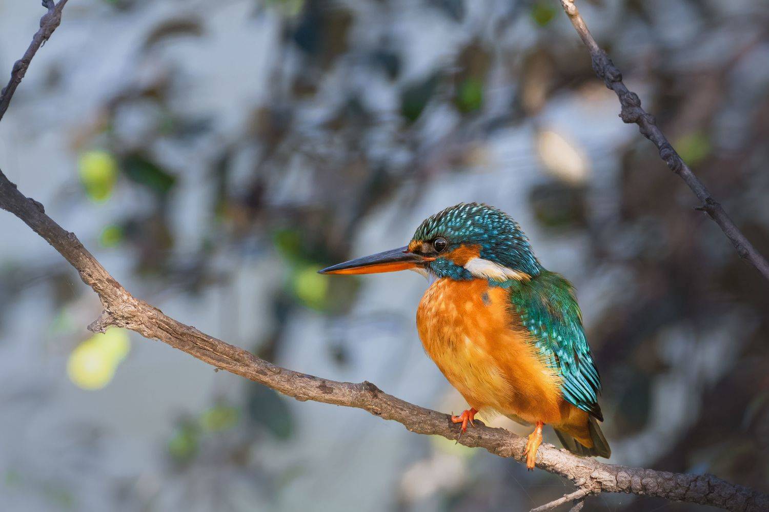 #birdphotography	 #birdsofinstagram	 #wildlifephotography	 #birds	 #naturephotography	 #bird	 #nature	 #wildlife	 #photography	 #birdwatching	 #natgeo	 #photooftheday	 #nikon	 #birding	 #naturelovers	 #canon	 #animals	 #birdlovers	 #travel	 #love	 #bestbi, Diganta Roy