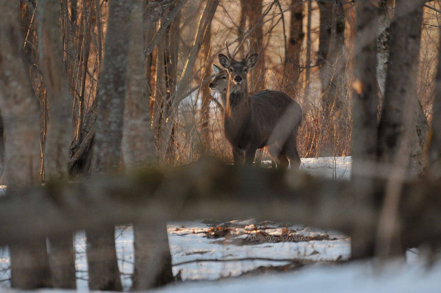россия.псковская область.лес.природа.животные.олени.весна., Юрий Яковлев