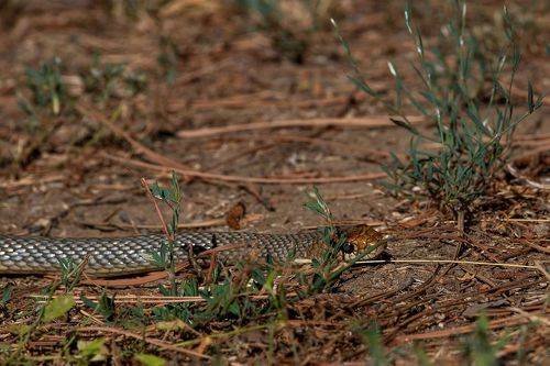 Dolichophis caspius