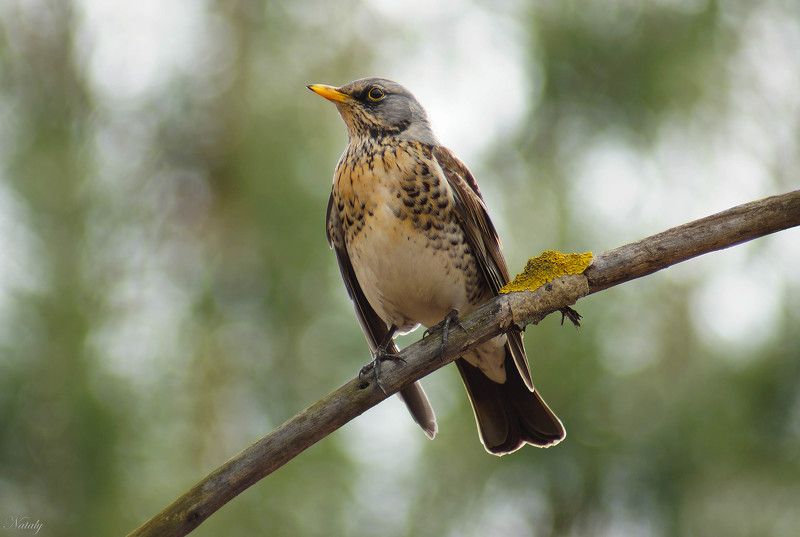 Дрозд рябинник фото превью
