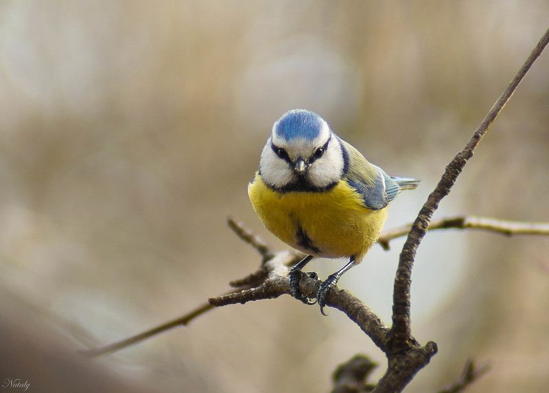 Лазоревка фото превью