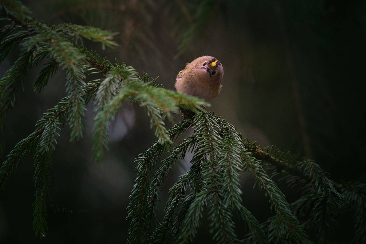 природа, лес, поля, огороды, животные, птицы, макро, Посевич Дмитрий