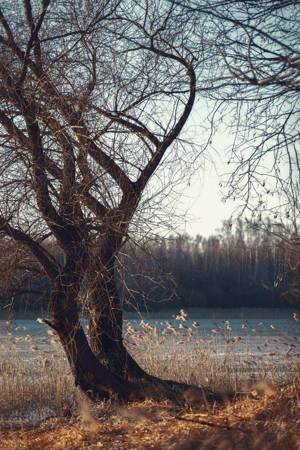 , Мария Саврасова