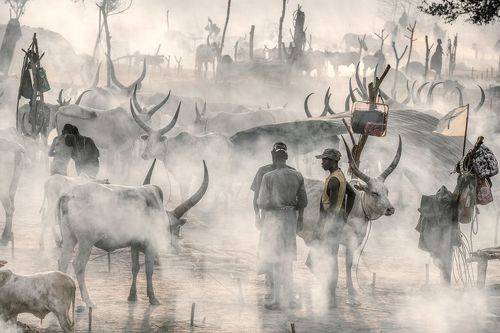 The cattle camp