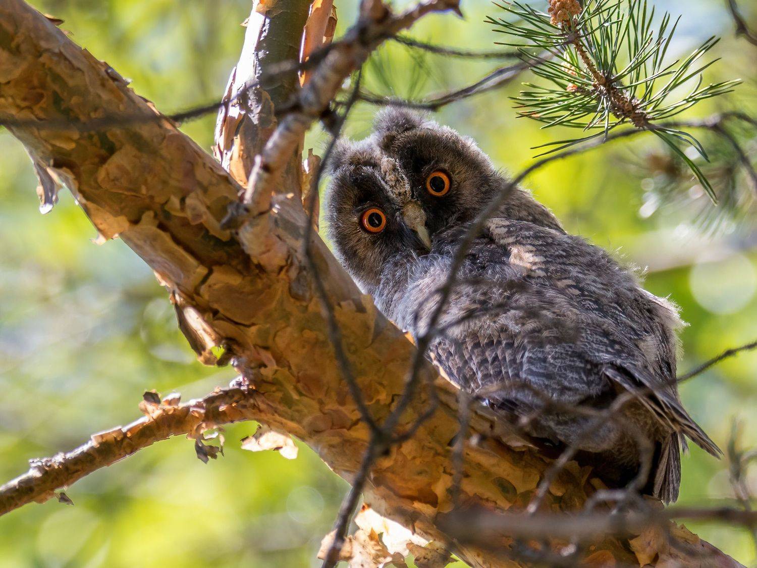 ушастая сова, совёнок, Дина Нестеркова
