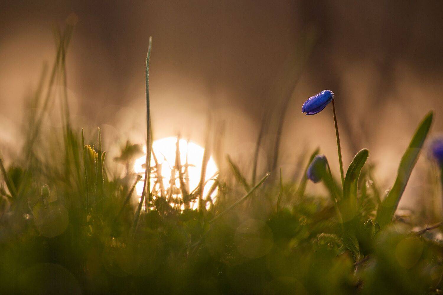 , Викулов Николай