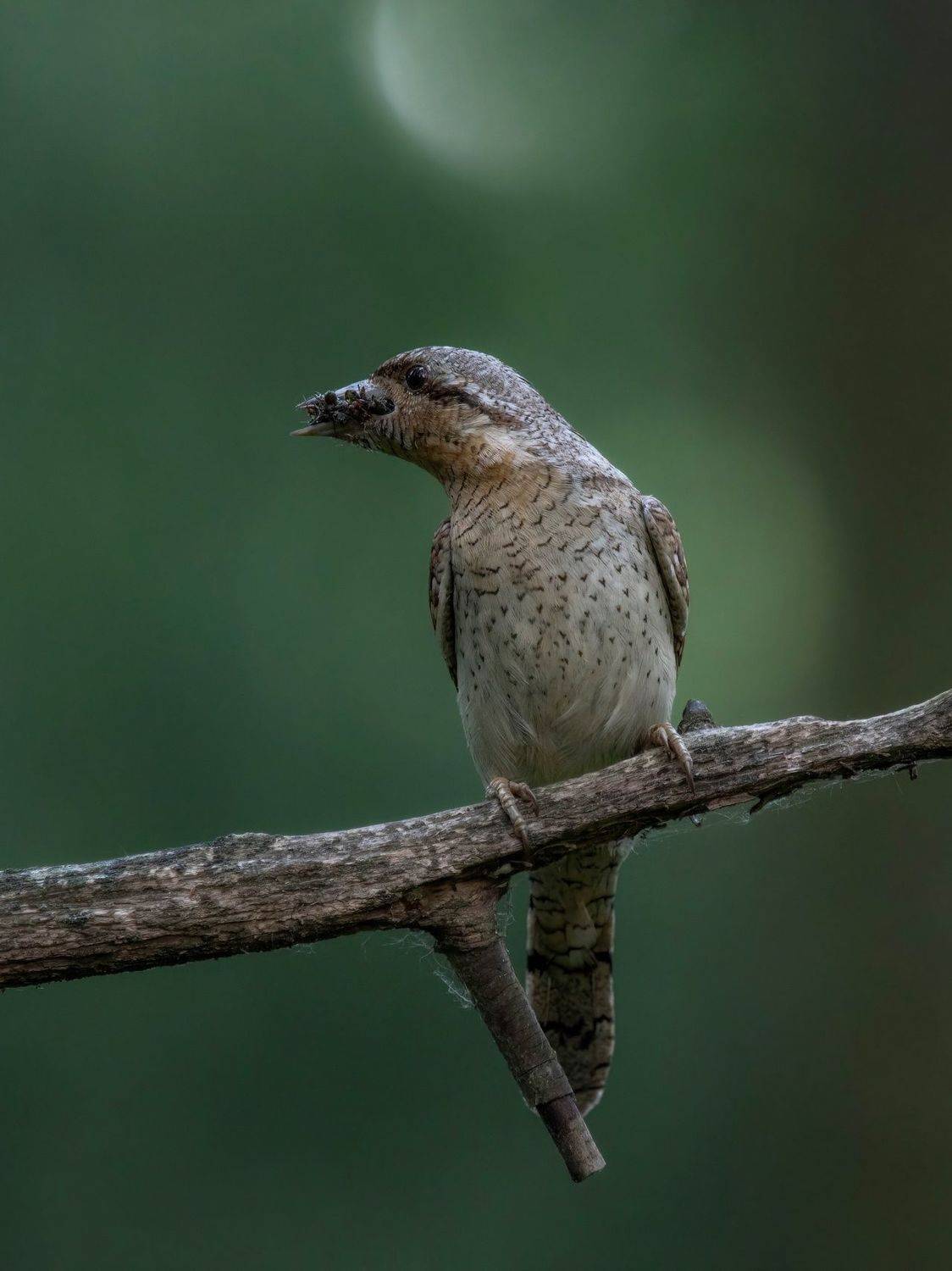вертишейка, Калиногорский Юрий