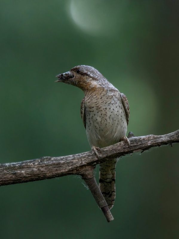 вертишейка Кормилица-вертишейка фото превью