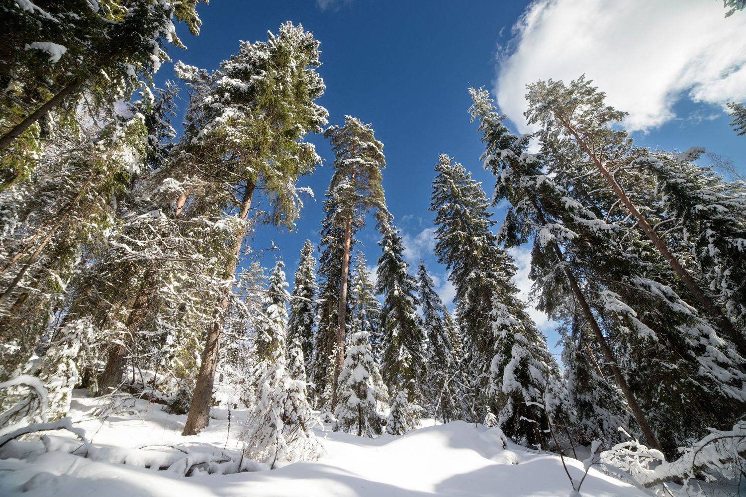 , Герасимова Елена