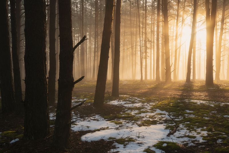 Апрельское утро в лесу фото превью