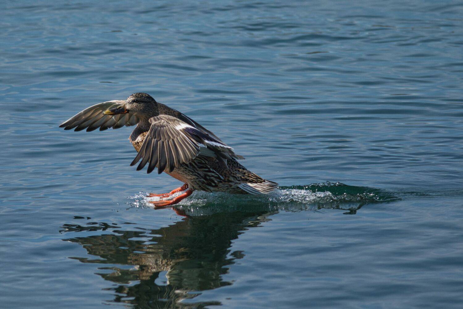 , Большаков Алексей