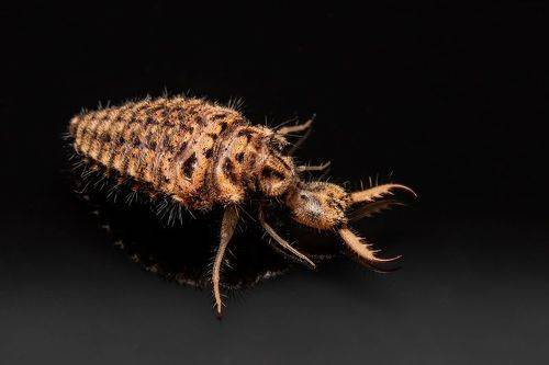 Antlion larva and adult