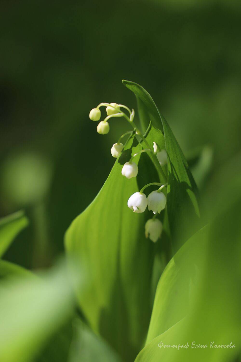 , Колосова Елена