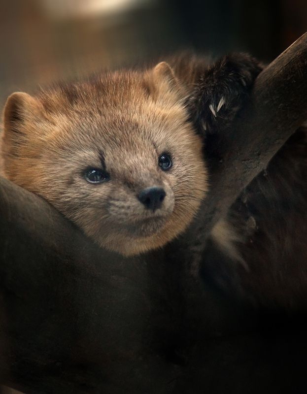 Соболь фото превью