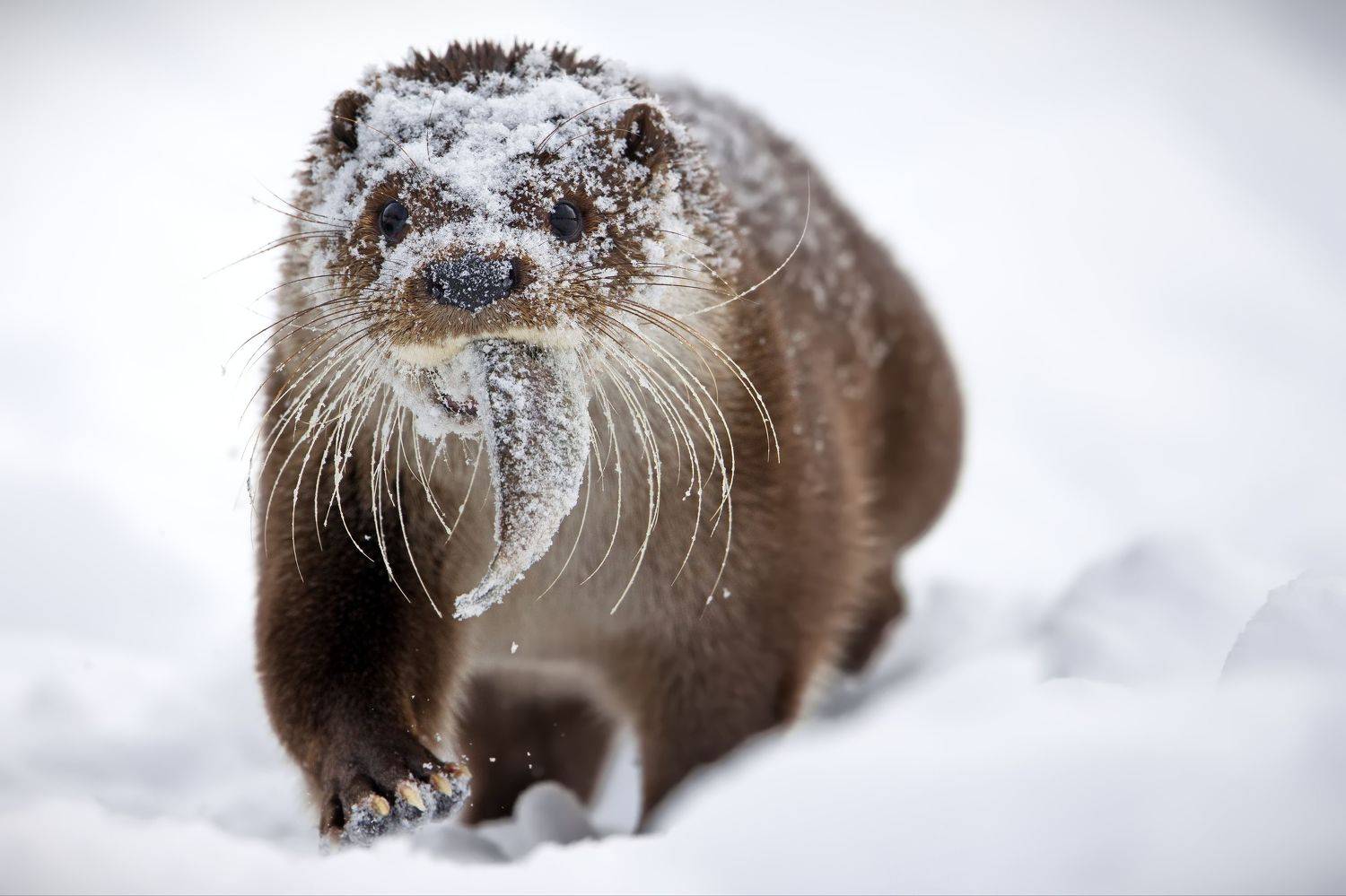 , Александр Перов